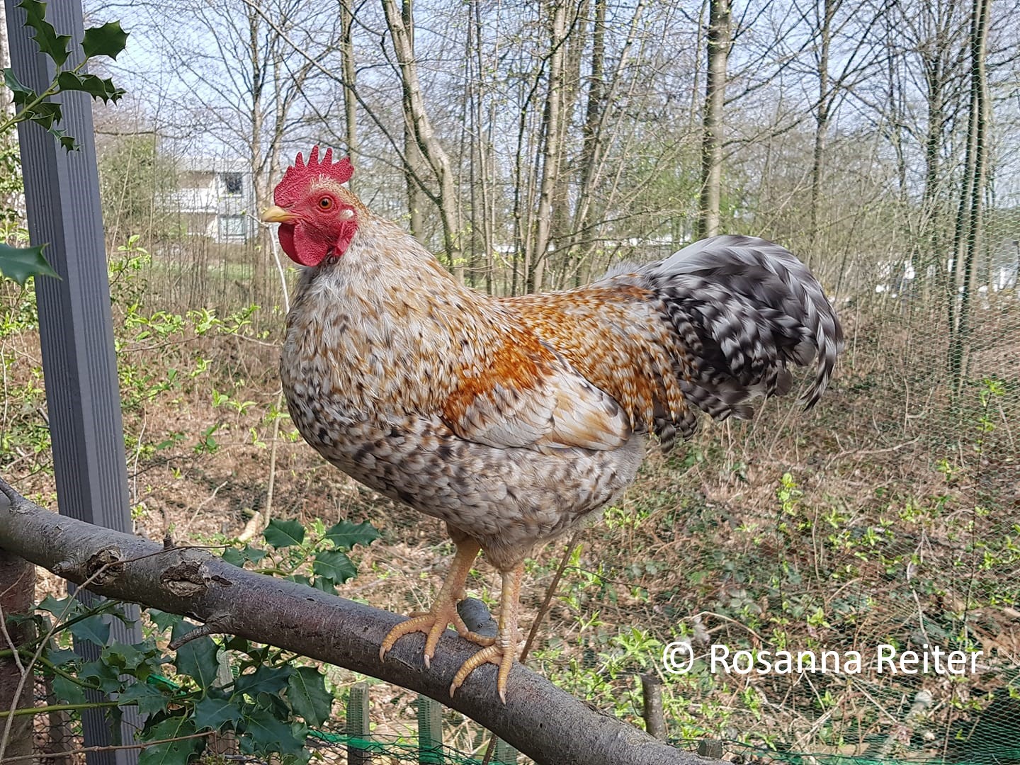 Bielefelder ZwergKennhühner